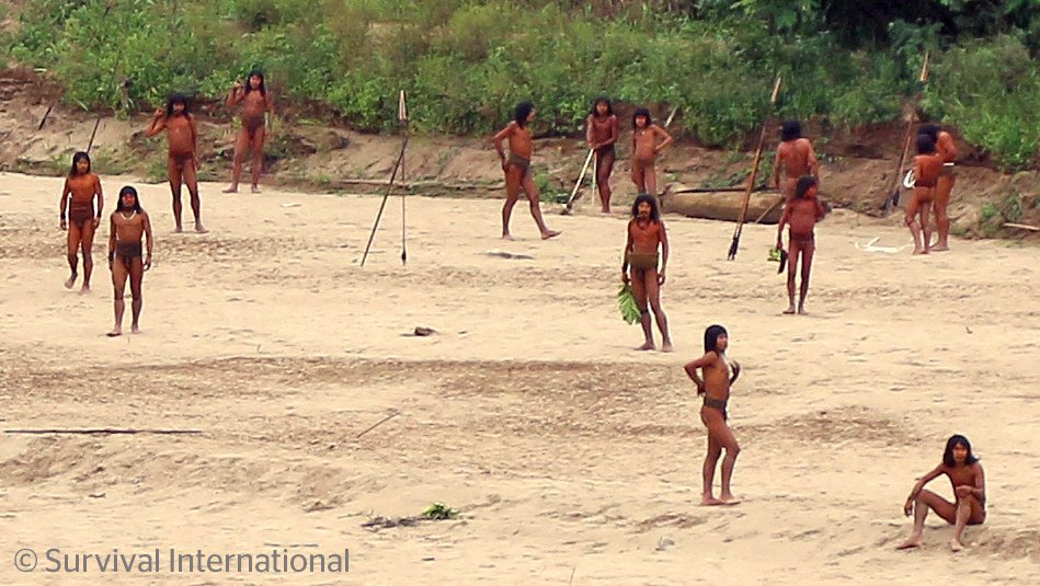 Organizaciones y activistas que defienden los derechos indígenas han pedido el cese de actividades madereras en el territorio. Foto: Survival International