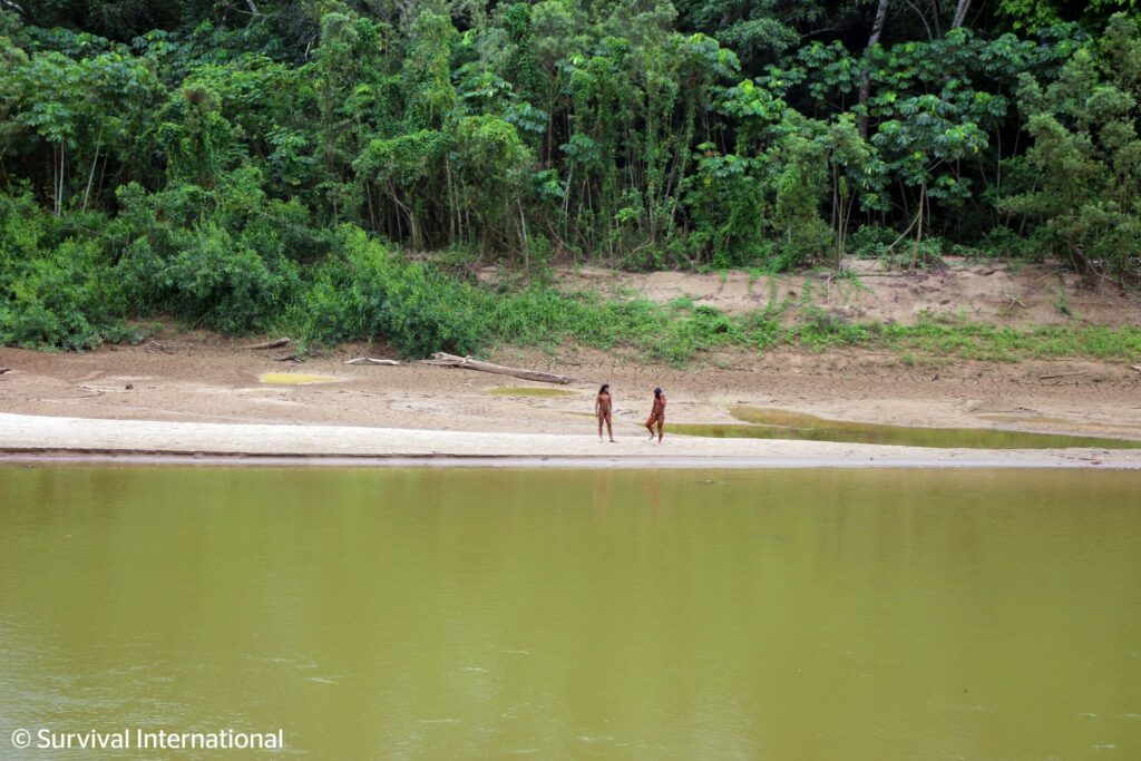 Los Mashco Piro se desplazaron en busca de alimento y para alejarse de las compañías de madera. Foto: Survival International