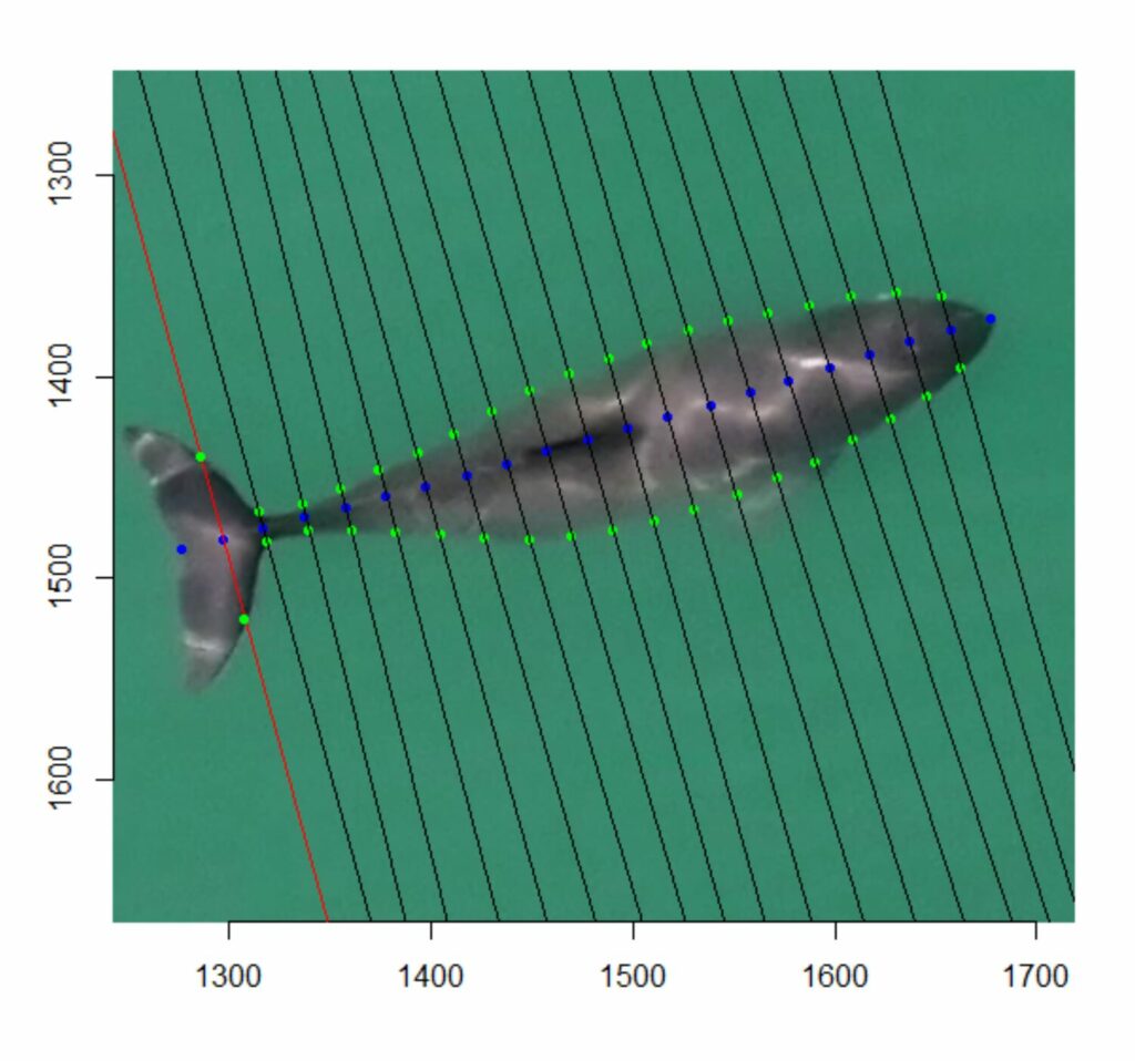 Medición de una vaquita marina (Phocoena sinus) avistada en mayo del 2024 en el Alto Golfo de California. Foto: Fabián Rodríguez