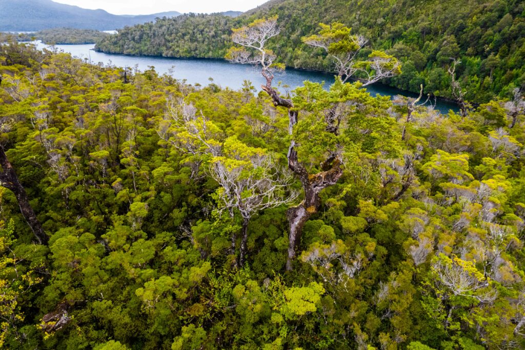 Parte de los bosques del archipiélago de las Guaitecas.