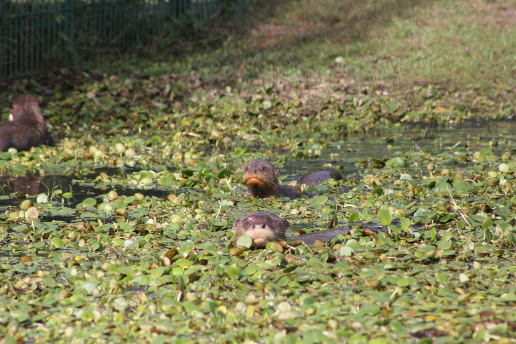 Nutria gigante nadando.