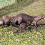 Nutria gigante junto a sus crías. Foto: Bárbara Tupper