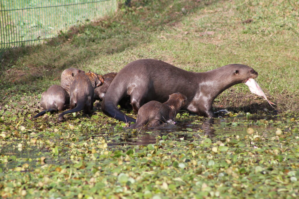 Nutria gigante y sus crías.