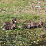 Crías de nutria gigante. Foto: Bárbara Tupper