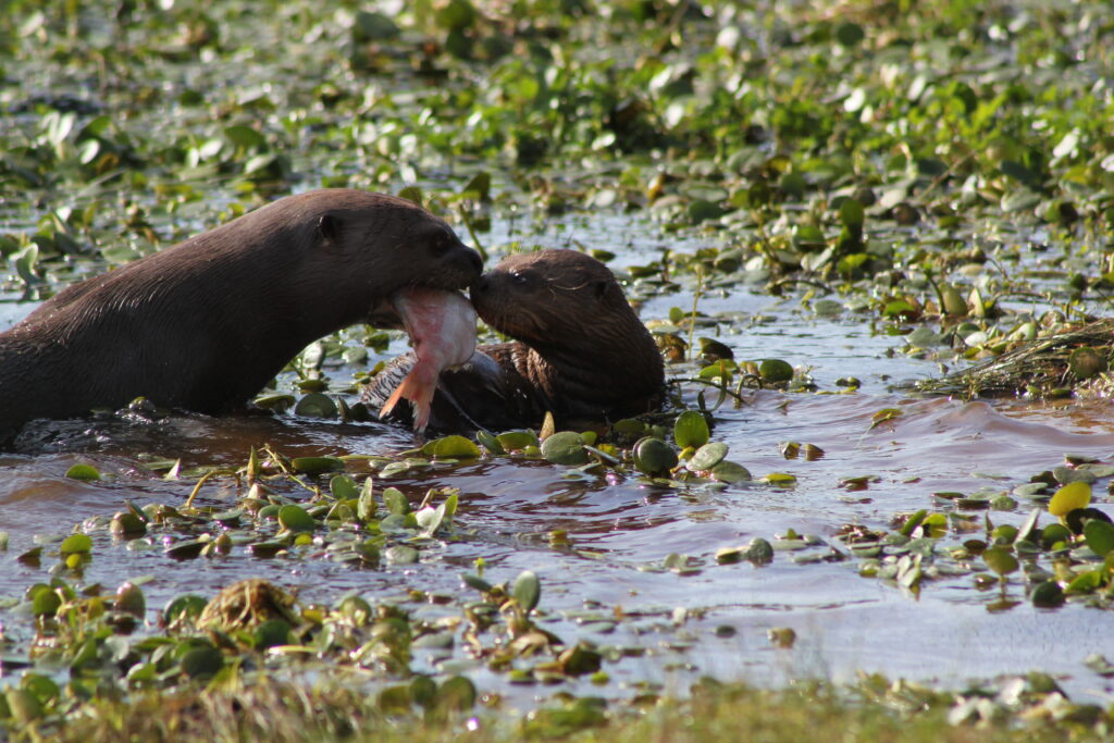 Nutria alimentando a su cría. Foto: Bárbara Tupper