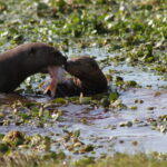 Nutria alimentando a su cría. Foto: Bárbara Tupper