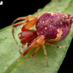 Oarces reticulatus. Créditos Vicente Valdés Guzmán.