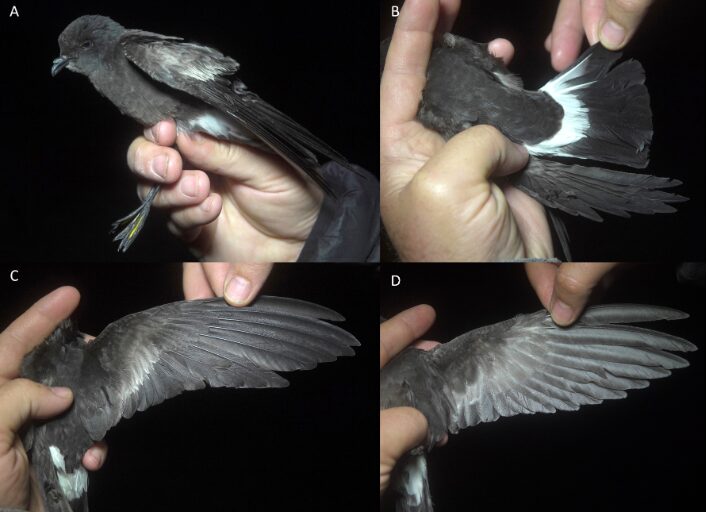 Oceanites  barrosi sp.  nov., también conocida como petrel de tormenta andino. Foto: Rodrigo Barros