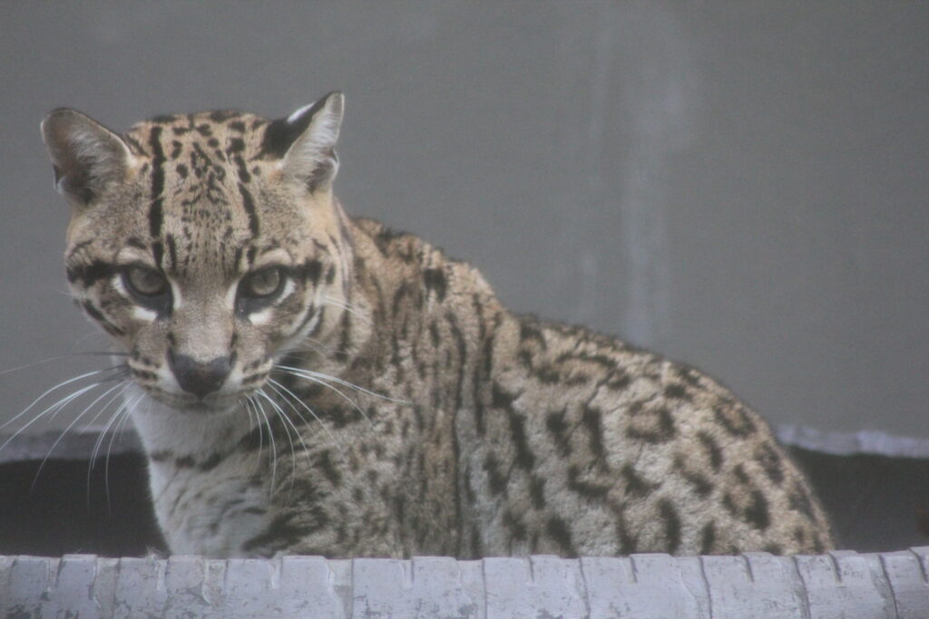 Ocelote.