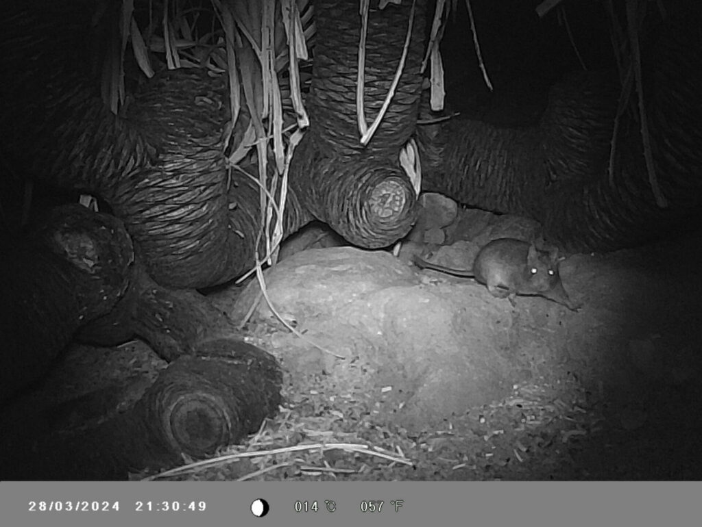 Octodon lunatus. Créditos Mauco Consultoría Ambiental.