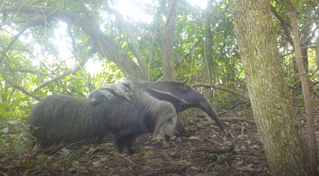 Mamá oso hormiguero con sus mellizos en el lomo. Foto: Rewilding Argentina