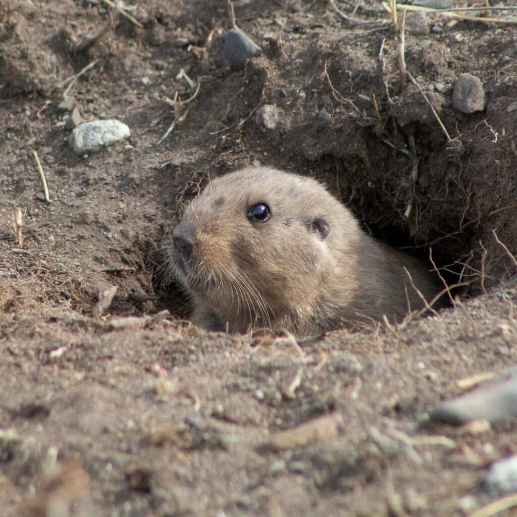 Roedor habitante de la reserva. Créditos: Sebastián Saiter Villagrán.