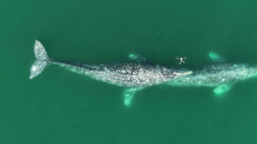 Par de ballenas grises (Eschrichtius robustus) avistadas en la Laguna San Ignacio, Baja California Sur. Foto: Fabián Rodríguez / GWRM-PRIMMA-UABCS