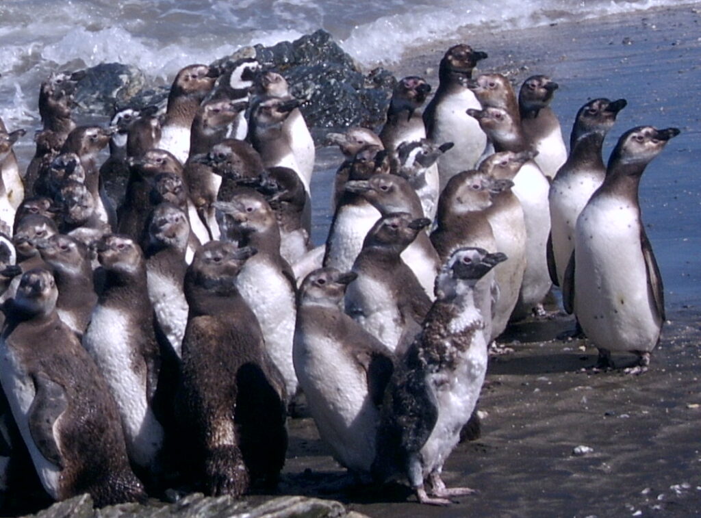 Colonia de pingüinos de Magallanes y Humboldt en Ahuenco. Créditos: Fundación Parque Ahuenco.