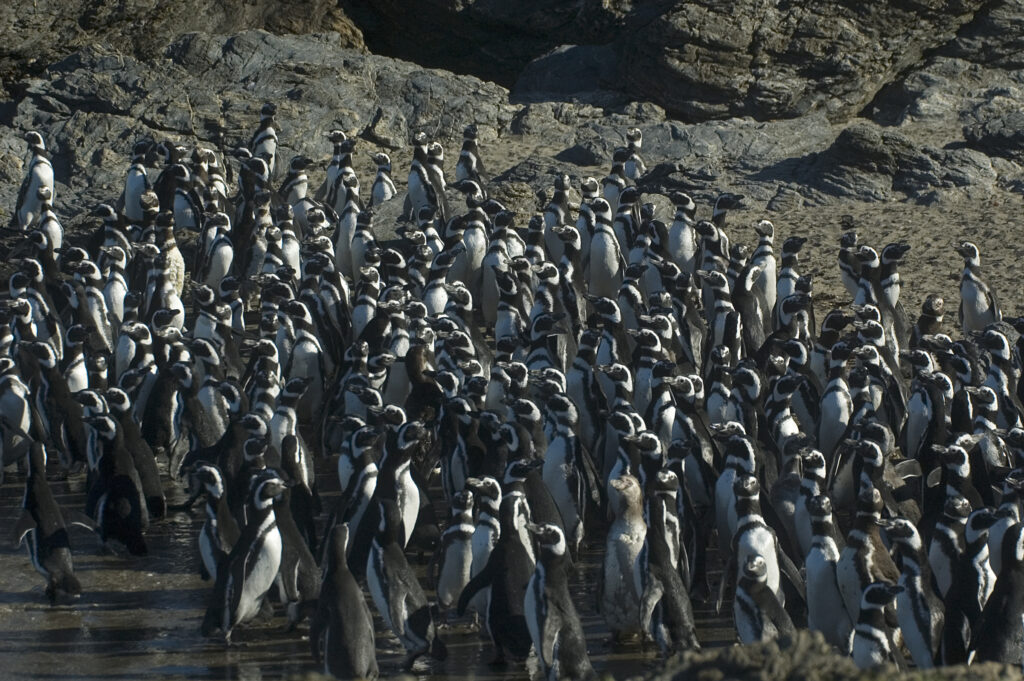 Colonia de pingüinos de Magallanes y Humboldt en Ahuenco. Créditos: Fundación Parque Ahuenco.