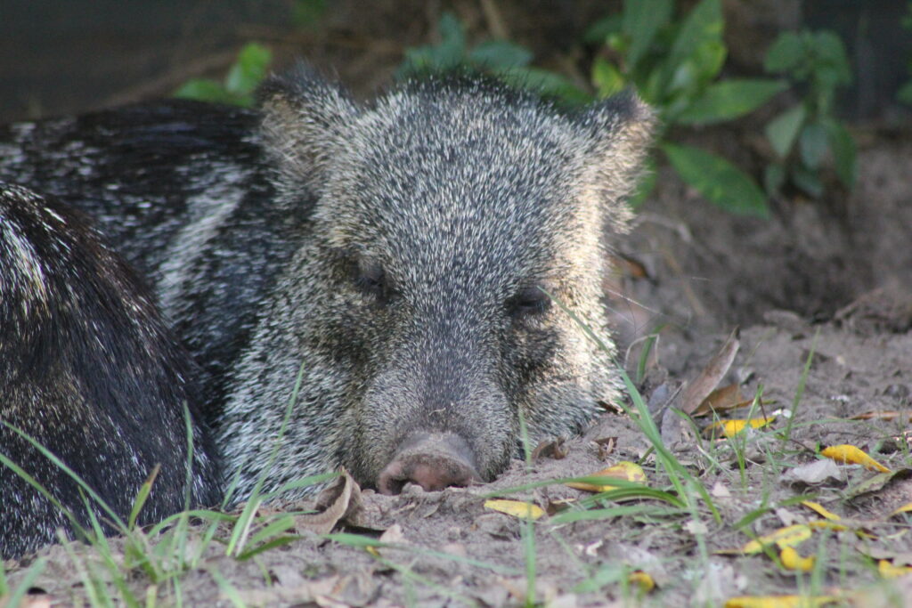 Pecarí de collar durmiendo.