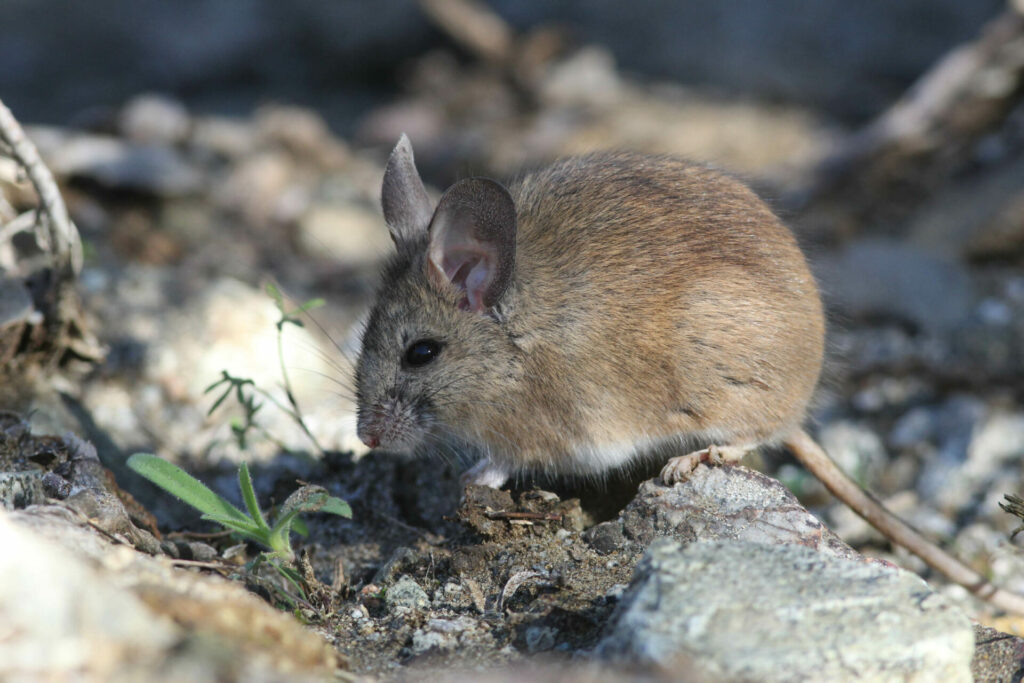 Phyllotis darwinni. Créditos Diego Reyes Arellano