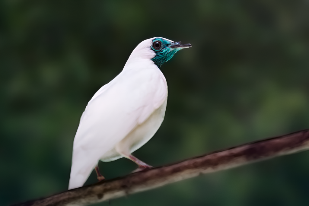 Pájaro campana (Procnias nudicollis)