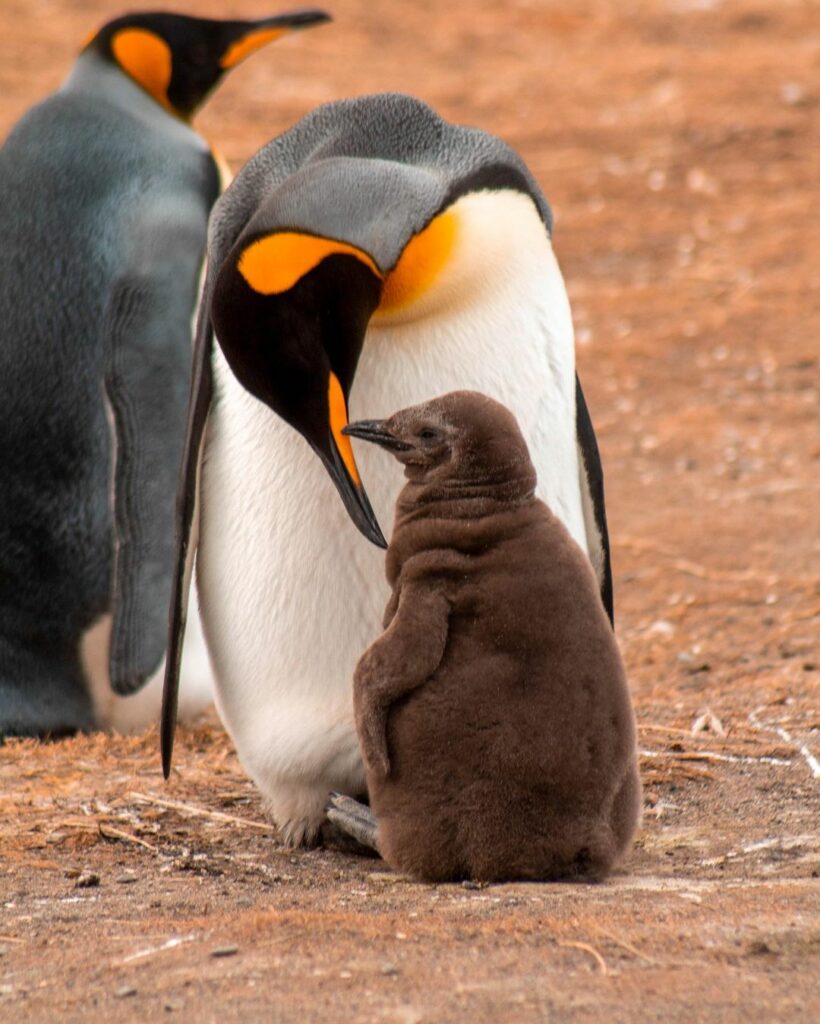 Pingüino Rey. Créditos: Carlos Zurita.