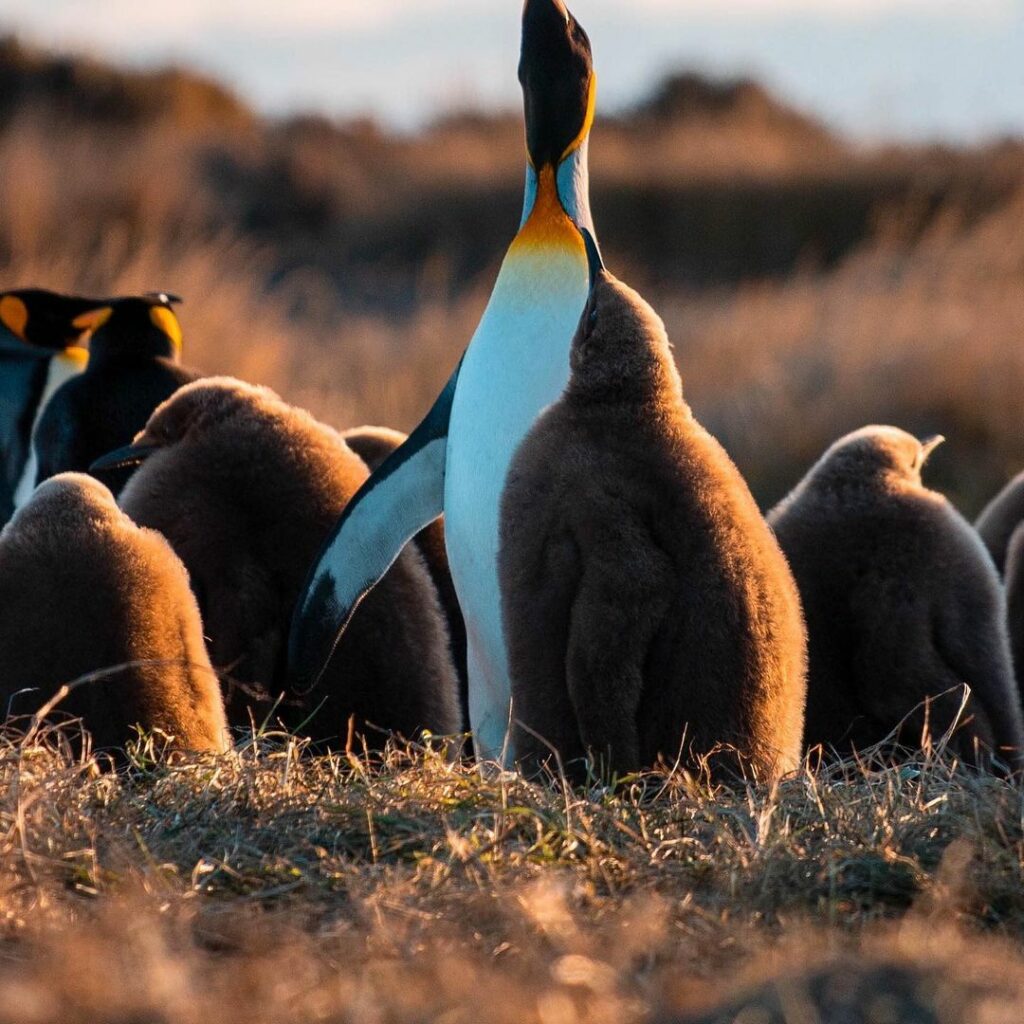 Pingüino Rey. Créditos: Matías Molina.