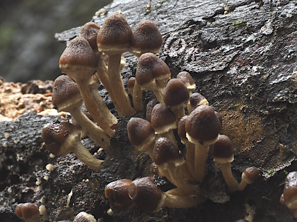 Psathyrella chiloensis, nueva especie de hongo descubierta en Concepción. Foto: Agencia Gradual Ltda.