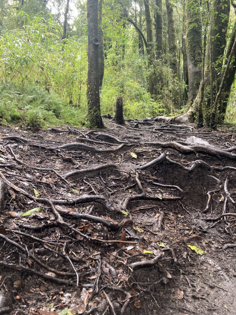 La iniciativa será financiada por la UE. Créditos: Agrupación de Ingenieros Forestales por el Bosque Nativo (AIFBN)