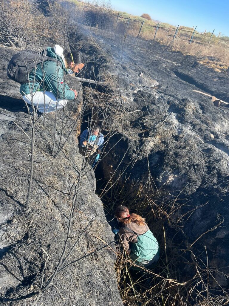 Trabajos en la zona incendiada. Créditos: - Centro de Biodiversidad y Conservación El Loa, SAG, Conaf, y el Departamento de medio ambiente de la municipalidad de Calama.