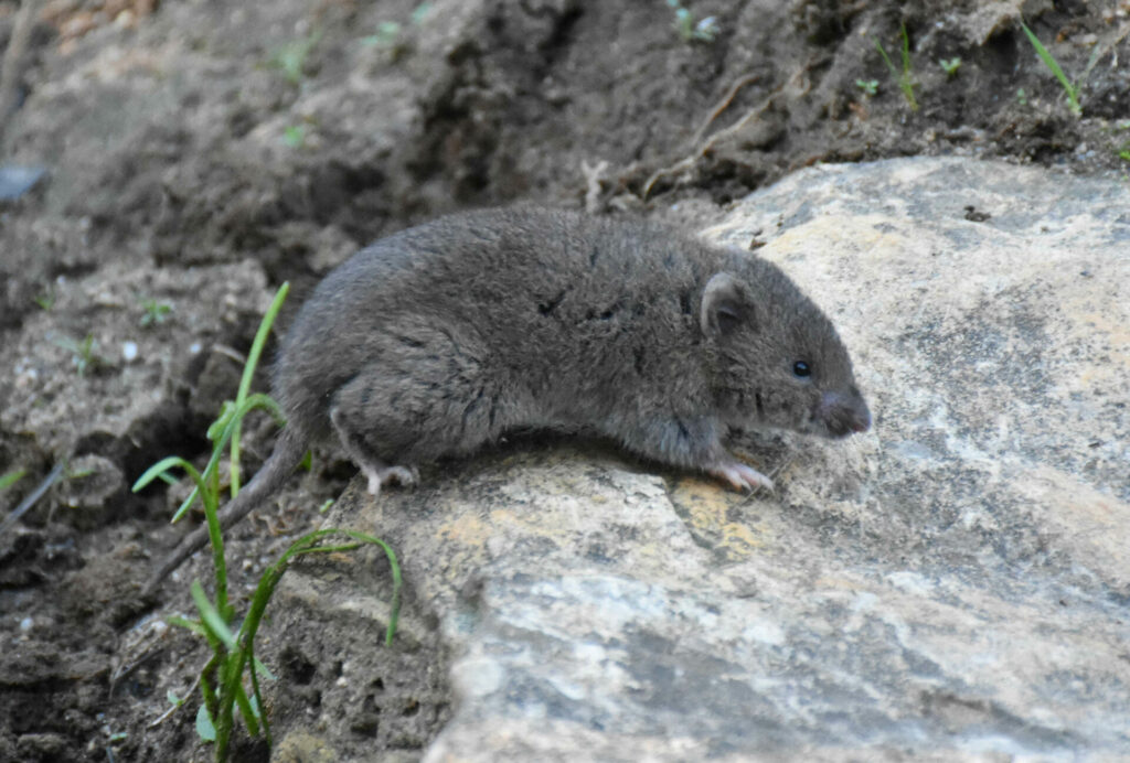 Ratón topo (Chelemys megalonyx). Créditos Bruno savelli