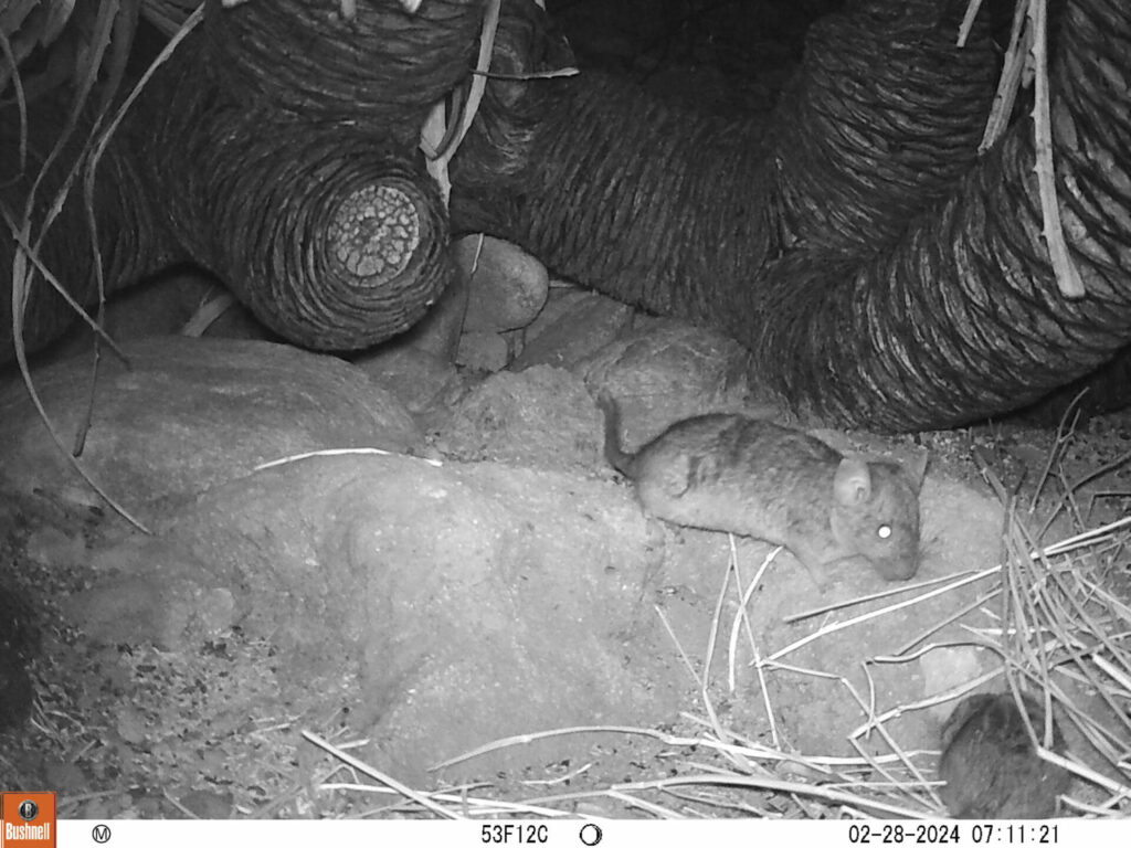 Ratón chinchilla (Abrocoma benedetti). Créditos Mauco Consultoría Ambiental