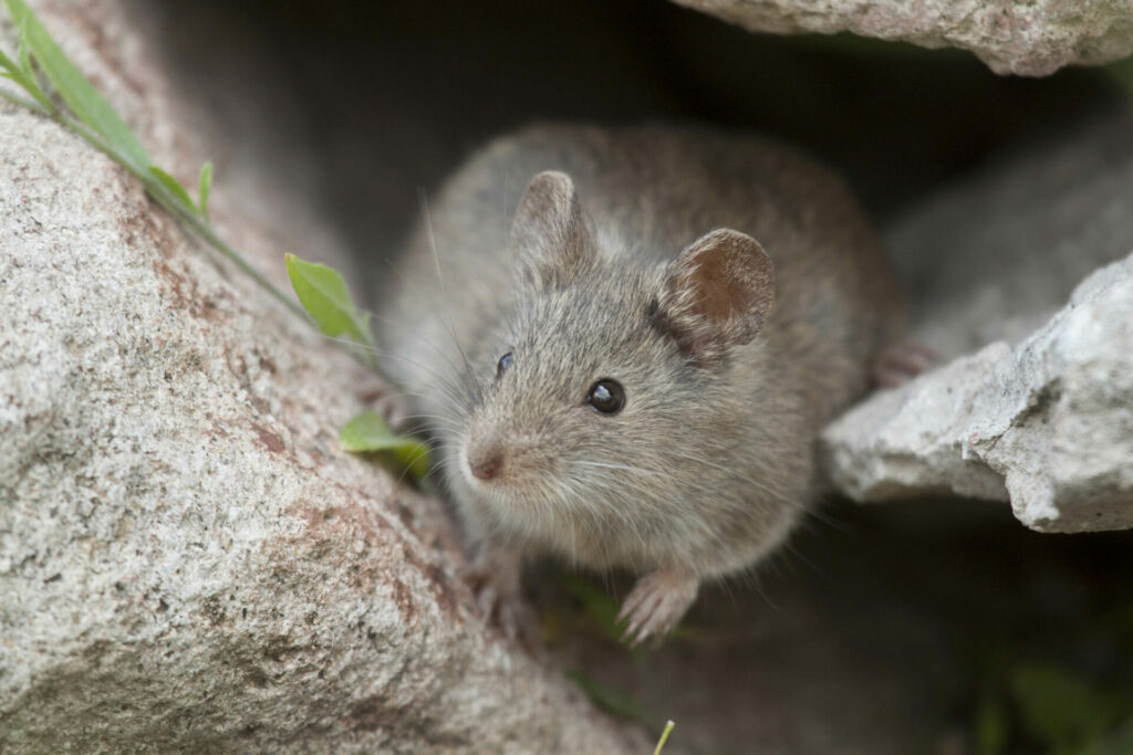 Ratón oliváceo (Abrothix olivaceus). Crédito Diego Reyes Arellano.