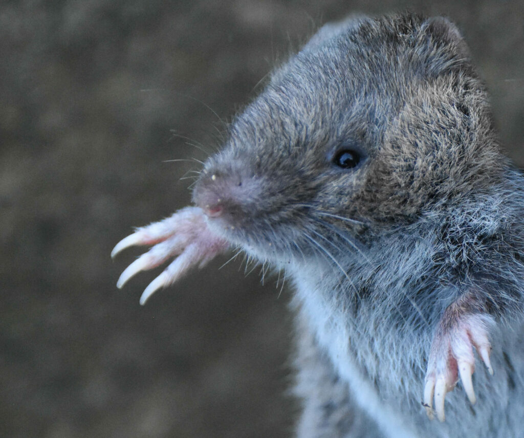 Ratón topo (Chelemys megalonyx). Créditos Bruno savelli