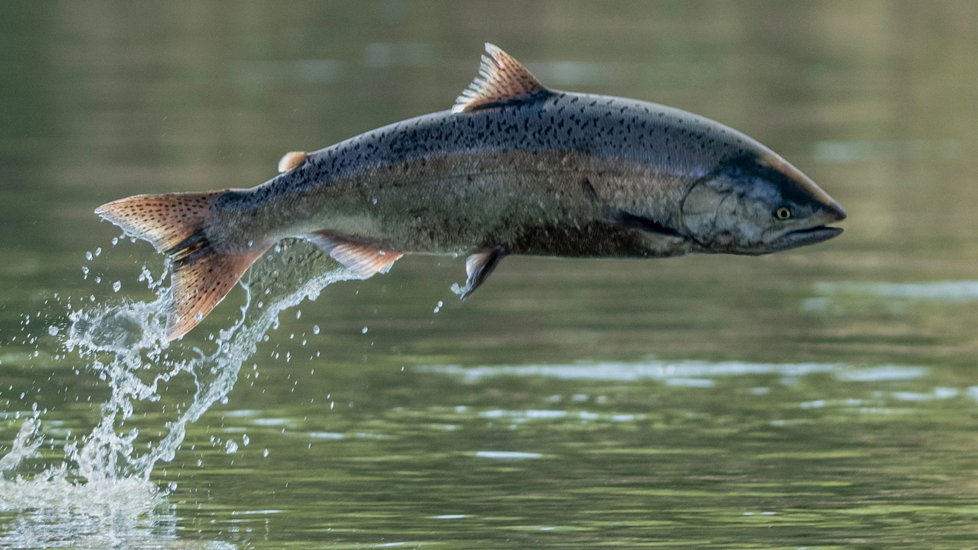 Los peces son seres vivos que poseen un sistema nervioso desarrollado con múltiples órganos sensoriales. Foto: Supercaliphotolistic en Gettyimages