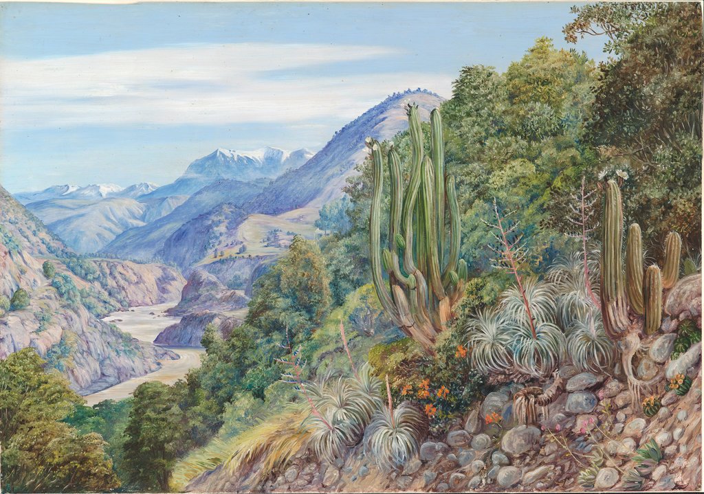 Marianne North: Su legado en la ilustración naturalista y su paso por Chile