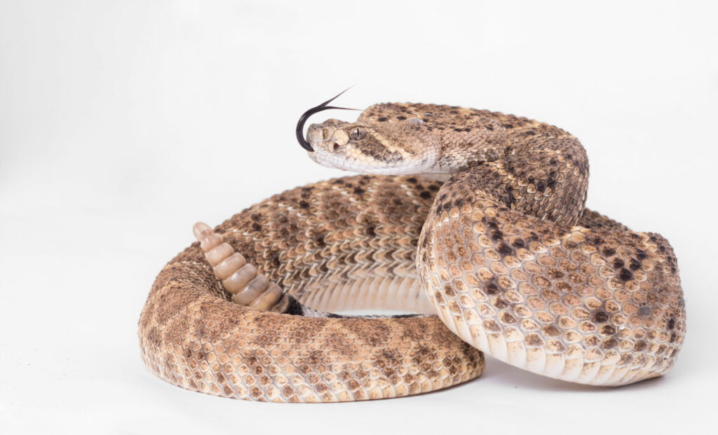 Cascabel diamante del oeste (Crotalus atrox), probablemente la cascabel más común en el estado de Sonora, y altamente distribuida en el país. De carácter sumamente defensivo, se presume que la mayoría de mordeduras en Sonora se deben a esta serpiente. Foto: Jorge Jiménez Canale