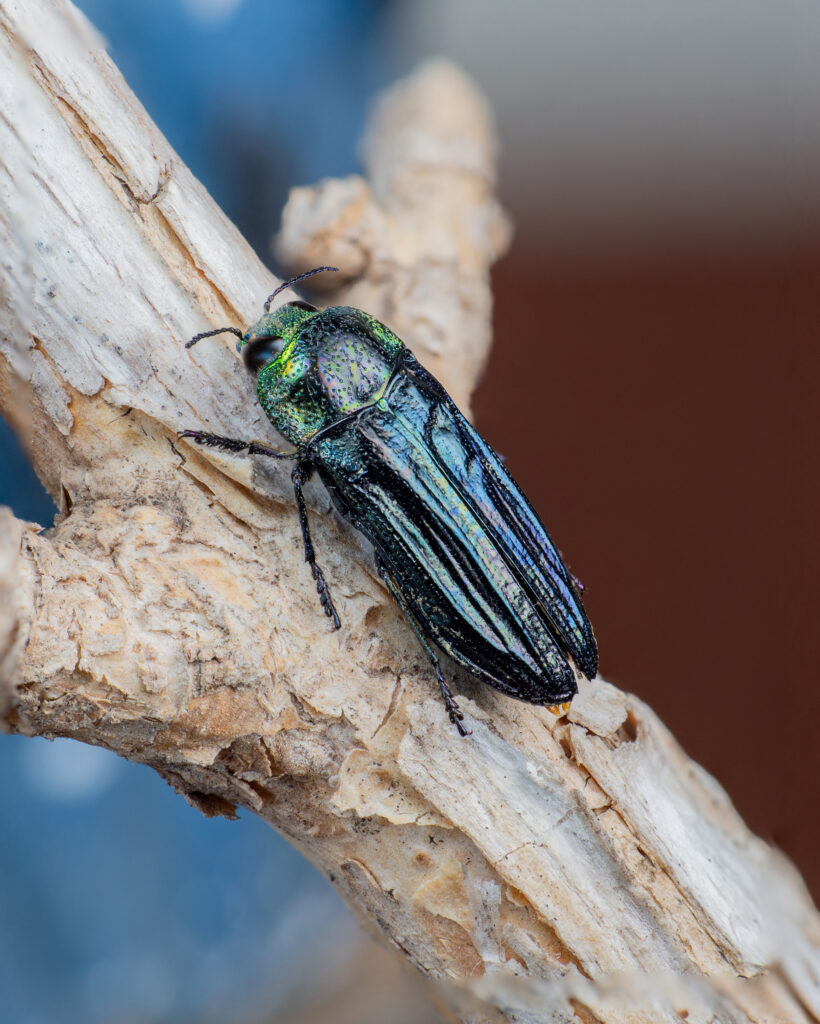 Conognatha viridiventris. Créditos: Cristóbal Sprätz.