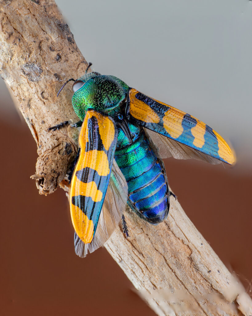 Conognatha viridiventris. Créditos: Cristóbal Sprätz.