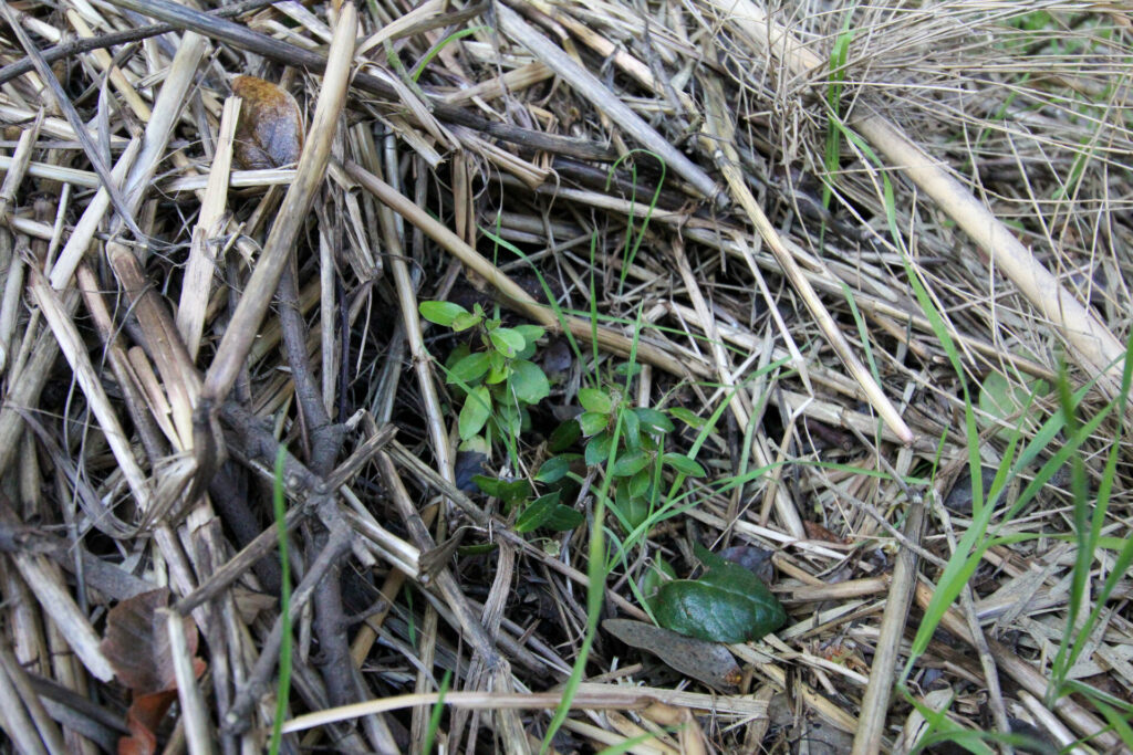 Tayú del norte (Dasyphyllum excelsum) en Campo Los Maquis. Créditos: ©Tamara Núñez