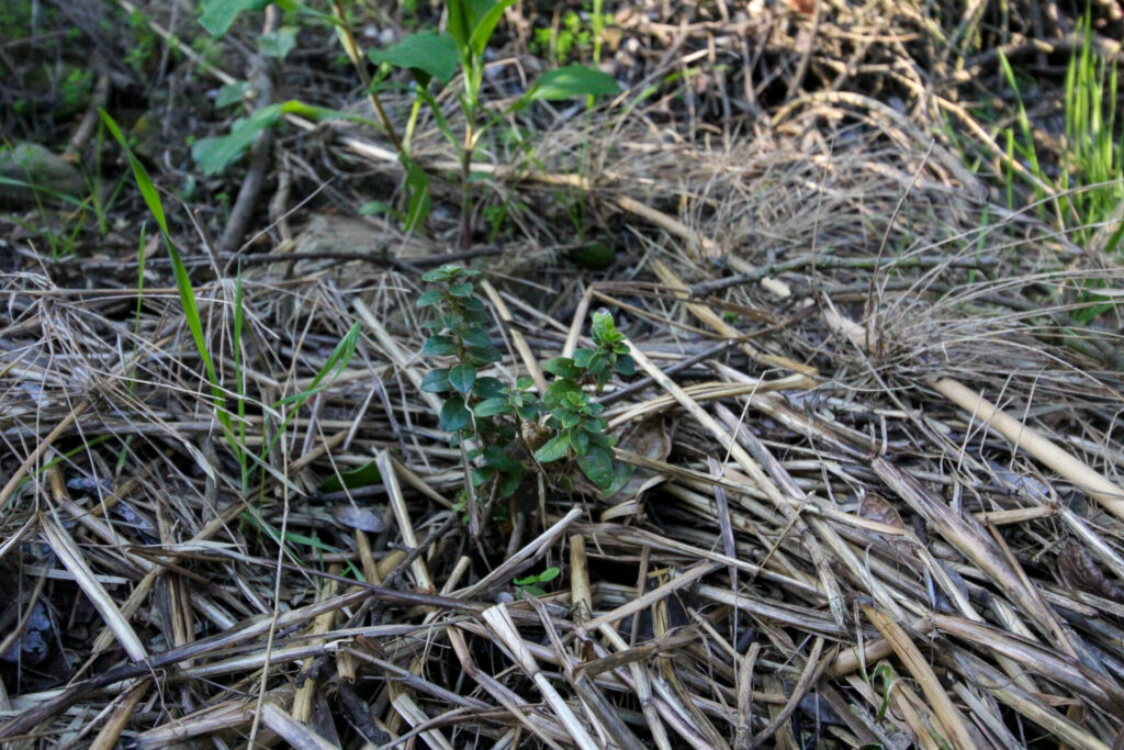 Tayú del norte (Dasyphyllum excelsum) en Campo Los Maquis. Créditos: ©Tamara Núñez