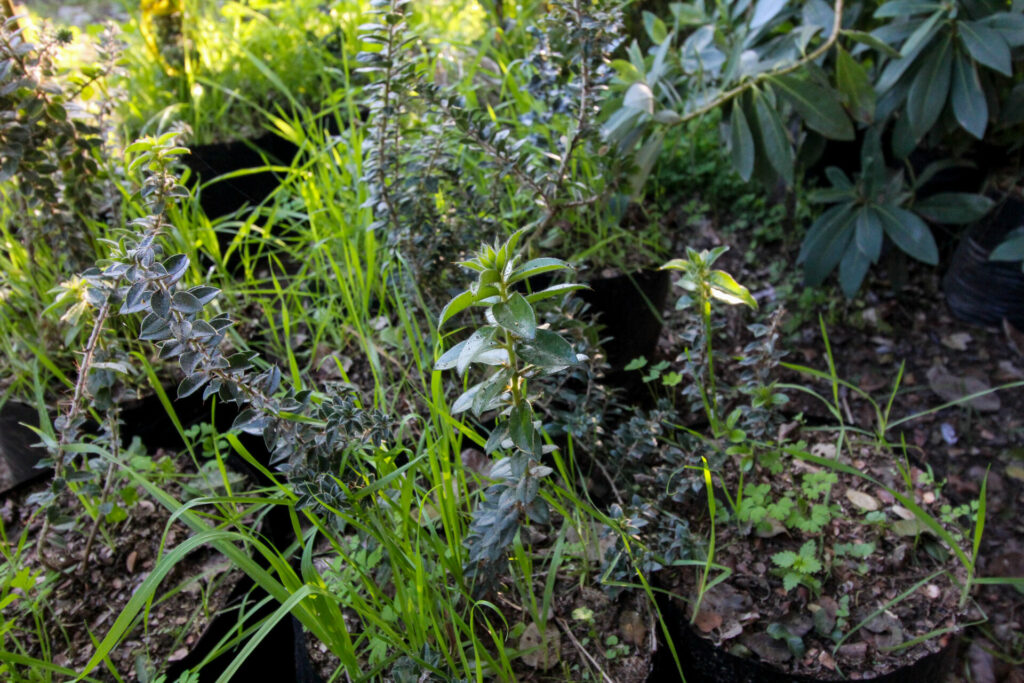 Tayú del norte (Dasyphyllum excelsum) en Campo Los Maquis. Créditos: ©Tamara Núñez