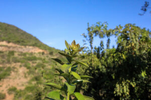 Tayú del norte (Dasyphyllum excelsum) en Campo Los Maquis. Créditos: ©Tamara Núñez