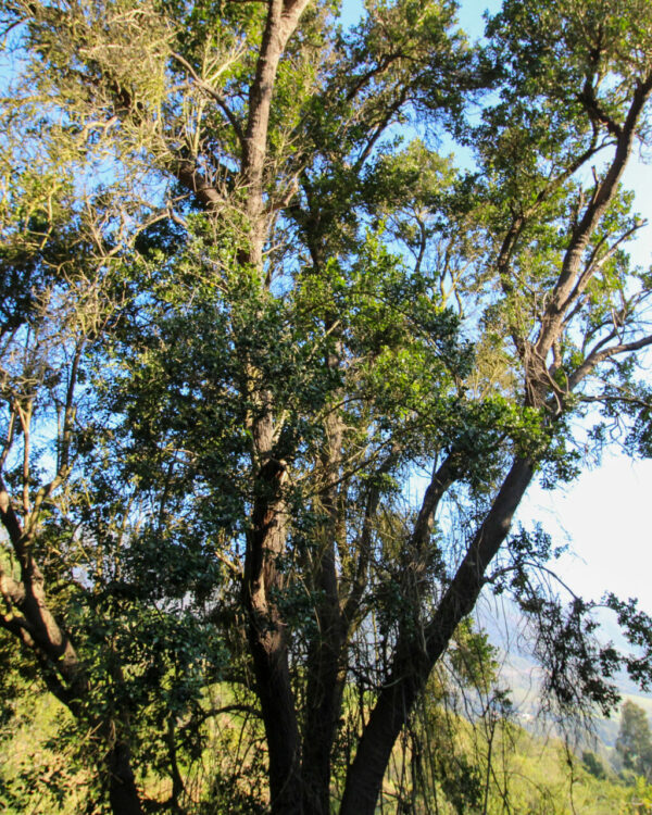 Al rescate del tayú del norte, un árbol prehistórico en peligro de extinción que resiste la presión urbanística en Puchuncaví