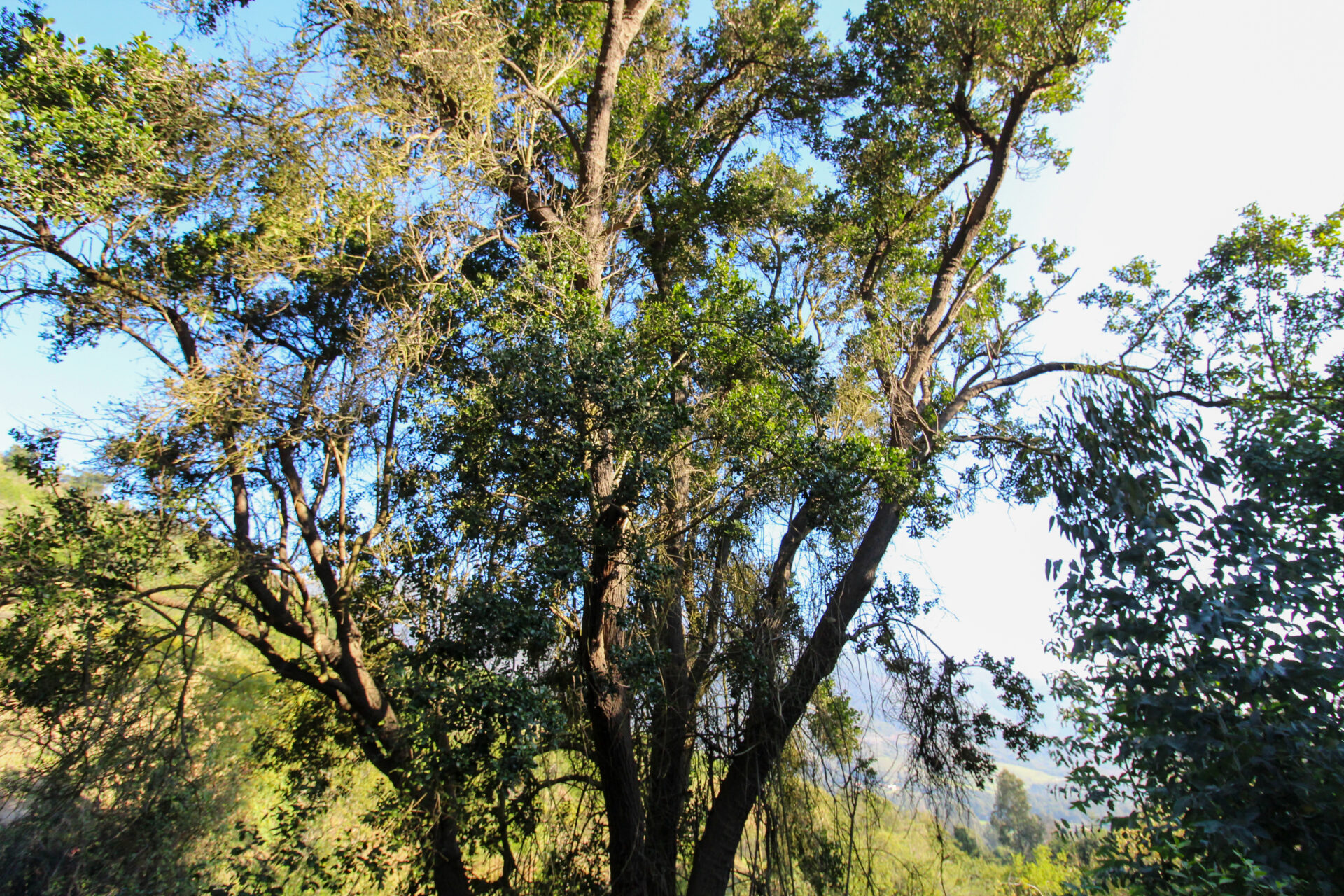 Al rescate del tayú del norte, un árbol prehistórico en peligro de extinción que resiste la presión urbanística en Puchuncaví