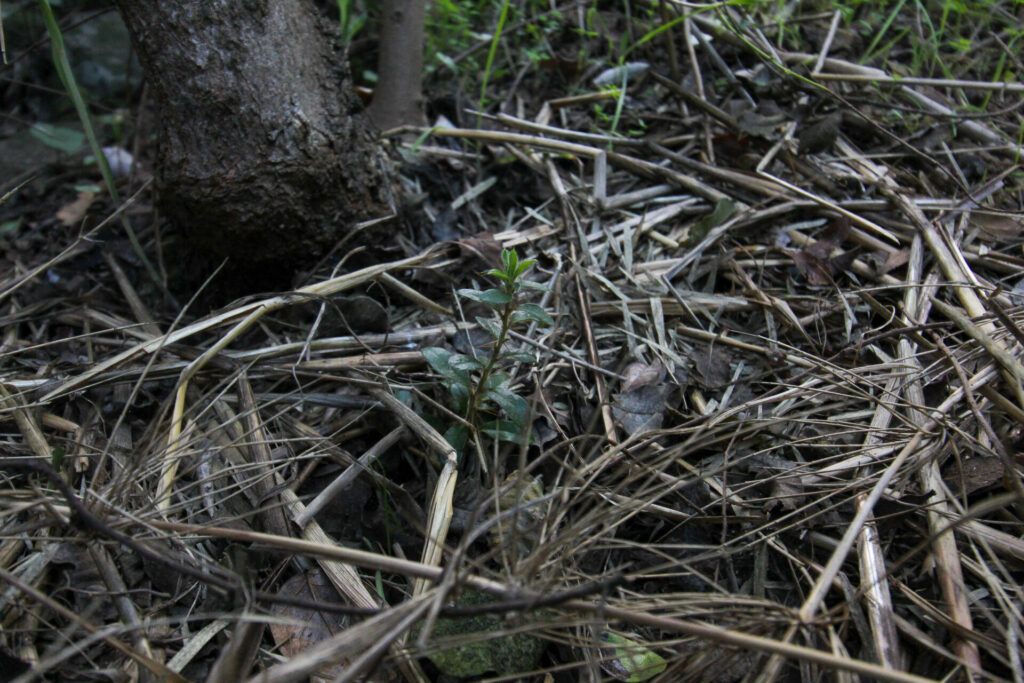 Tayú del norte (Dasyphyllum excelsum) en Campo Los Maquis. Créditos: ©Tamara Núñez