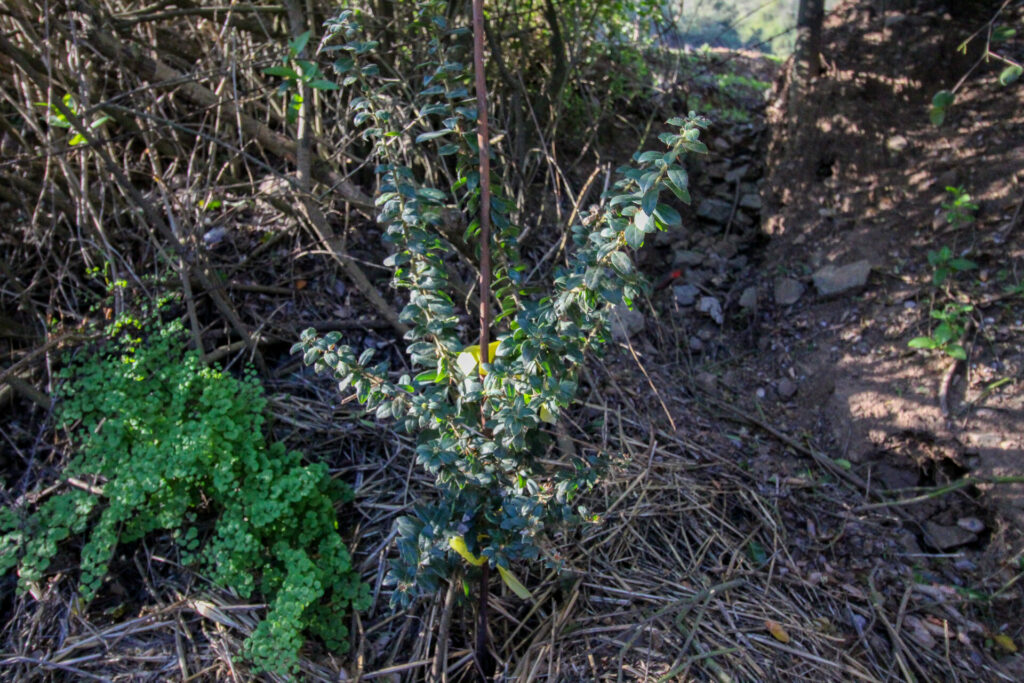 Tayú del norte (Dasyphyllum excelsum) en Campo Los Maquis. Créditos: ©Tamara Núñez