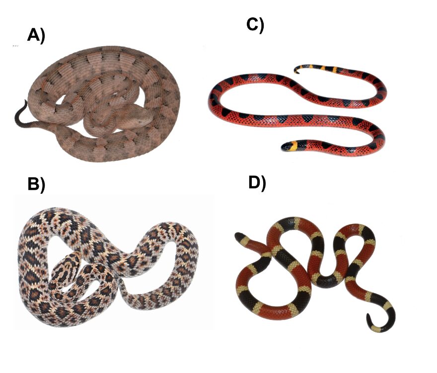 Ejemplo de organismos pertenecientes a la familia Viperidae (A y B) y Elapidae (C y D). (A) Porthidium yucatanicum, especie distribuida en la península de Yucatán. (B) Crotalus ericsmithi, una de las serpientes cascabel más difíciles de encontrar en nuestro país. (C) Micrurus diastema, serpiente de coral del Estado de Veracruz y (D) Micruroides euryxanthus, ejemplar de Sonora. Figura: IBt UNAM