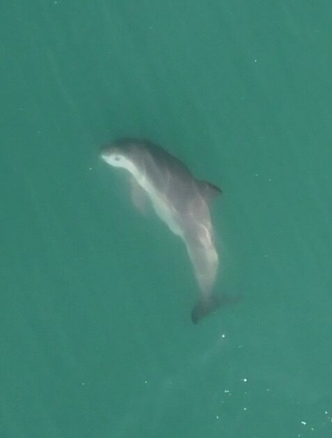 Vaquita marina (Phocoena sinus) avistada en mayo del 2024 en el Alto Golfo de California. Foto: Fabián Rodríguez