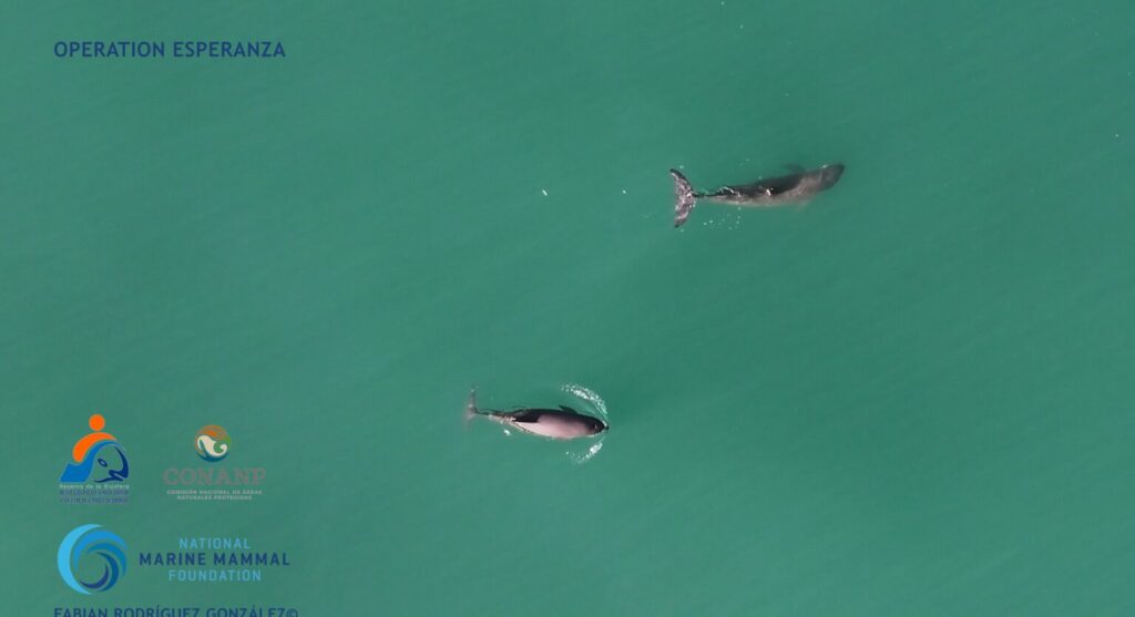 Vaquitas marinas (Phocoena sinus) avistadas en mayo del 2024 en el Alto Golfo de California, durante la Operación Esperanza. Foto: Fabián Rodríguez