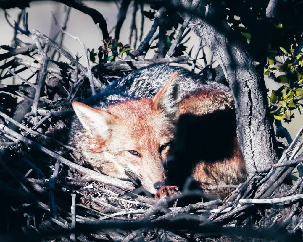 Zorro durmiendo en nido de águila en cerro Chena. Créditos: Andy Zepeda. 