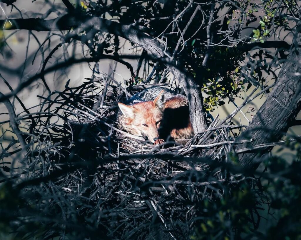 Zorro durmiendo en nido de águila en cerro Chena. Créditos: Andy Zepeda.