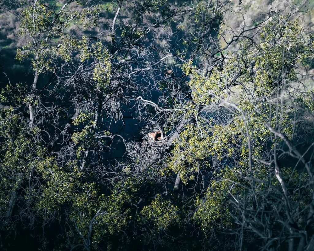 Zorro durmiendo en nido de águila en cerro Chena. Créditos: Andy Zepeda.